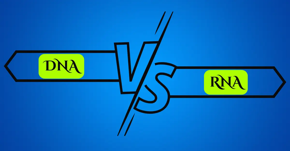 DNA and RNA