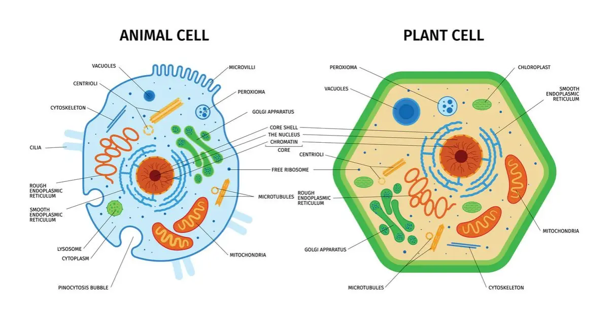 Difference Between Plant and Animal Cell